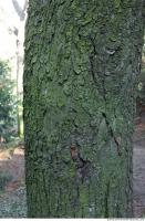 wood tree bark 0005